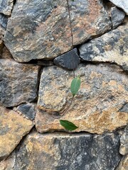big stone background And there are trees crawling in front.