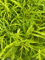 Euodia tree in a beautiful garden