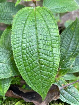 Picture of the leaves of the Miconia crinata plant. The leaves are also sparsely covered in hairs above, while more densely hairy beneath; and also have five distinct veins that run in an almost paral
