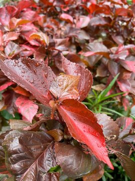 Picture of red Acalypha wilkesiana leaves with rain drops on the leaves.
