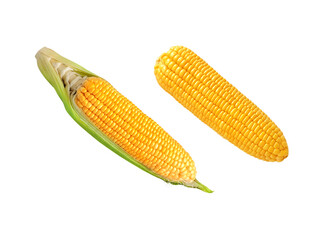 yellow ripe corn Isolated PNG transparent