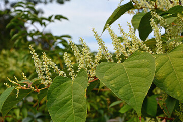 Rdestowiec ostrokończysty, Reynoutria japonica, pęd z liśćmi i kwiatami  © kateej