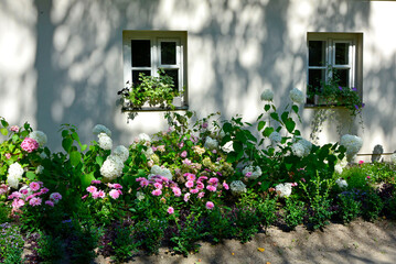 białe hortensje na rabacie kwiatowej w cieniu przy domu (Hydrangea arborescens), hortensja krzewiasta, Hydrangea aborescens 'Annabelle' with white flowers, blooming in summer in a cottage garden 