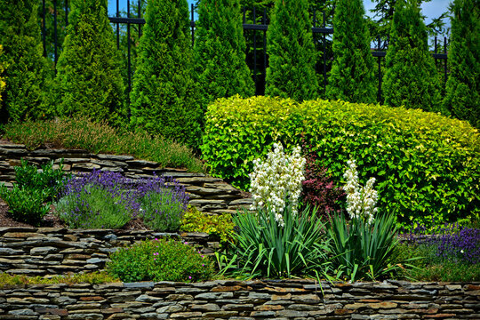 Jukka karolińska i iglaki na skarpie, Yucca filamentosa, Carolingian yucca on a stone slope in garden