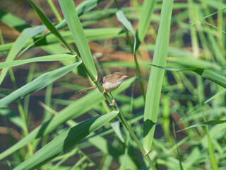 Eurasian common reed warbler perched on grass reeds by river bank