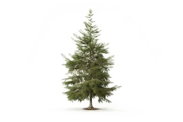 Young spruce tree isolated on white background