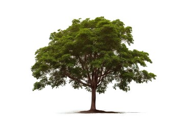 Simple mahogany tree on white background - obrazy, fototapety, plakaty