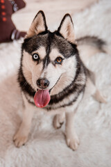 Portrait of a husky dog sitting against the background of Christmas decorations.