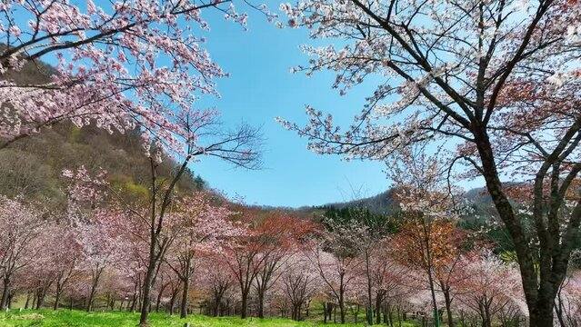 桜の咲く庭園から飛び立つイメージ　空撮
