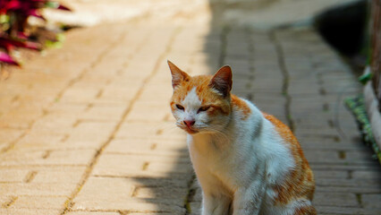 white orange domestic cat walking outdoors