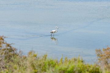 young gray flamingo