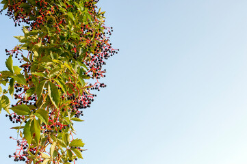 Branches of berries on a background of light blue sky, banner. Natural autumn background, banner with bunches of berries and leaves.