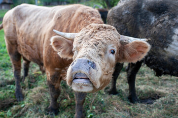 Naklejka na ściany i meble A light brown bull with horns in a free field.