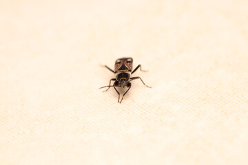 silver metal button macro photo
