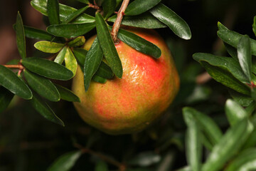 punica granatum pomegranate macro photo