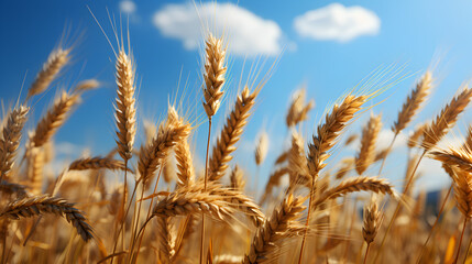 Wheat closeup and blue sky concept of grain shortage hunger - obrazy, fototapety, plakaty