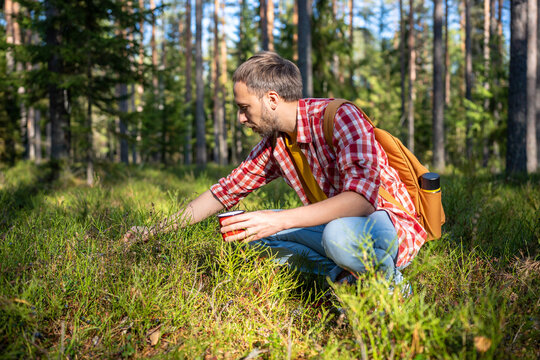 Carefree man tourist hiker picking mushrooms berries in forest. Interested guy sitting near hill touching plants. Mushrooming, collecting edible products in woodland concept. Autumn harvesting crop.