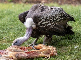 Spotted vulture, Gyps rueppellii, feed on the rest of the carcass on the lawn - 664863613