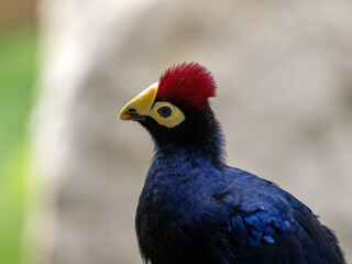 Obraz premium Portrait of Ross's Turaco, Musophaga rossae, a beautifully colored bird.