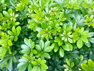 green leaves background