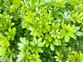 green leaves background