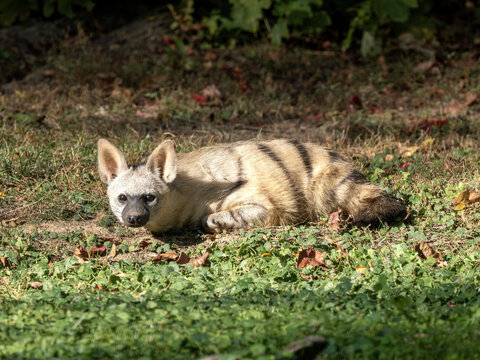 Erdwolf, Proteles cristatus hyrio, lies on the grass and observes the surroundings.