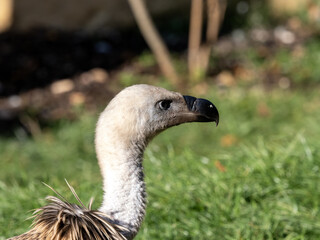 Portrait of Eurasian griffon vulture, Gyps fulvus, with white head