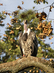A spotted vulture, Gyps rueppellii, sits on a tall tree and observes its surroundings