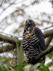 Crowned Eagle, Stephanoaetus coronatus, sits on a branch and observes the surroundings.