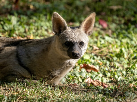 Erdwolf, Proteles cristatus hyrio, lies on the grass and observes the surroundings.
