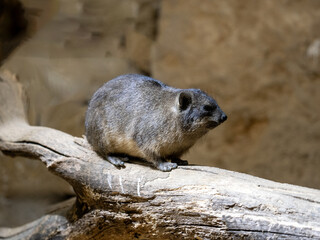 Naklejka na ściany i meble Cape Rock Hyrax, Procavia capensis, sits on a dry branch and observes the surroundings