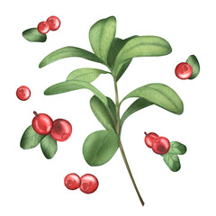 Cranberry. Wild berries. Watercolor illustration of forest plants. Greenery. Watercolor illustration of food. Healthy lifestyle