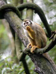 Naklejka na ściany i meble Common squirrel monkey, Saimiri sciureus, sits on a tree and curiously observes the surroundings