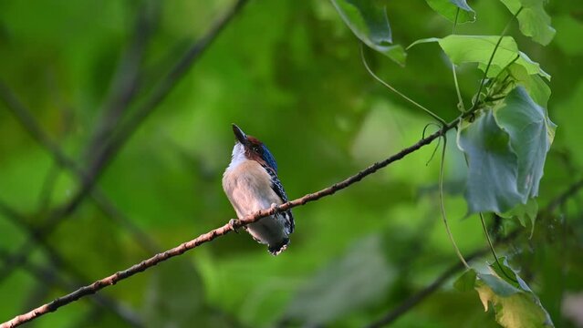 Baby bird on a vine calling for its mom to come, Banded Kingfisher Lacedo pulchella, Thailand