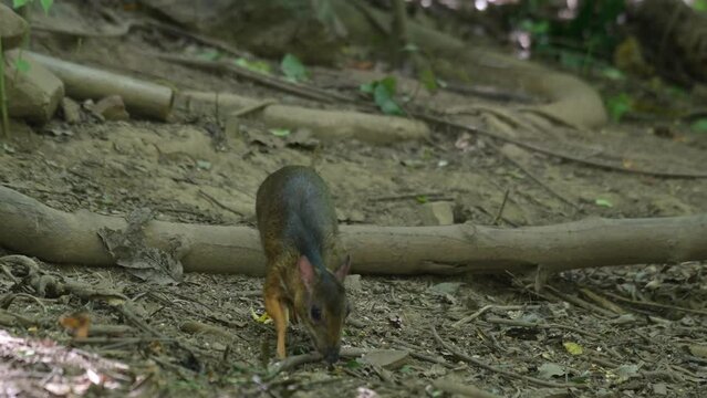 Facing to the right and suddenly looks down to get something to eat, Lesser Mouse Deer Tragulus kanchil, Thailand
