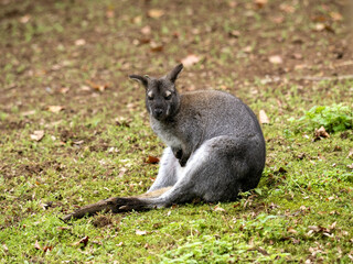 Bennett's wallaby, Macropus rufogriseus, sits on the ground and observes its surroundings