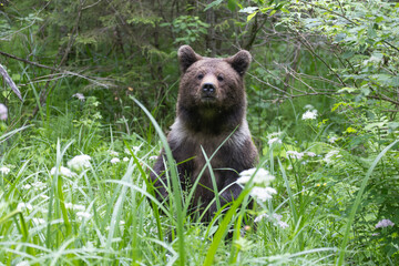 Brown bear walking in green summer meadow.