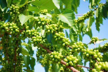 raw green coffee beans on a tree