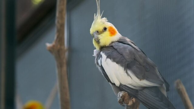 a nymph parrot is sitting on a branch