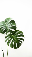 Generative AI image of tropical leaves on a white background