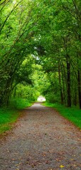 Fototapeta premium Vertical of a pathway lined with green trees in a park