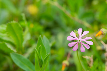catchflies. Flower group of Sweet William Catchfly ( Silene armeria ) that blooms a lot of magenta...