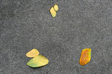 yellow leaves on asphalt