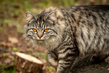 Obraz premium the big gray cat is looking down at something in the distance