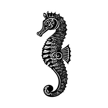seahorse vector illustration 