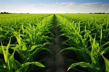 Foto op Canvas parallel rows of mature corn plants in a field © Alfazet Chronicles