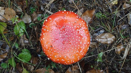Wet Cap Amanita muscaria Msuhroom