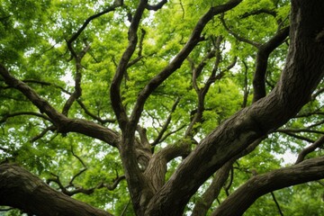 tightly-intertwined branches of two trees
