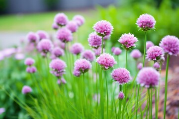 chives flowers against blurred greeneries