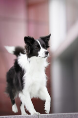 clever black and white border collie dog running near purple glass building in the city centre